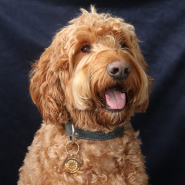 Inspirational Sets World Animal Day!