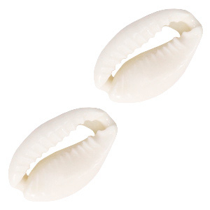 Cowrie Shell bead Naturel White